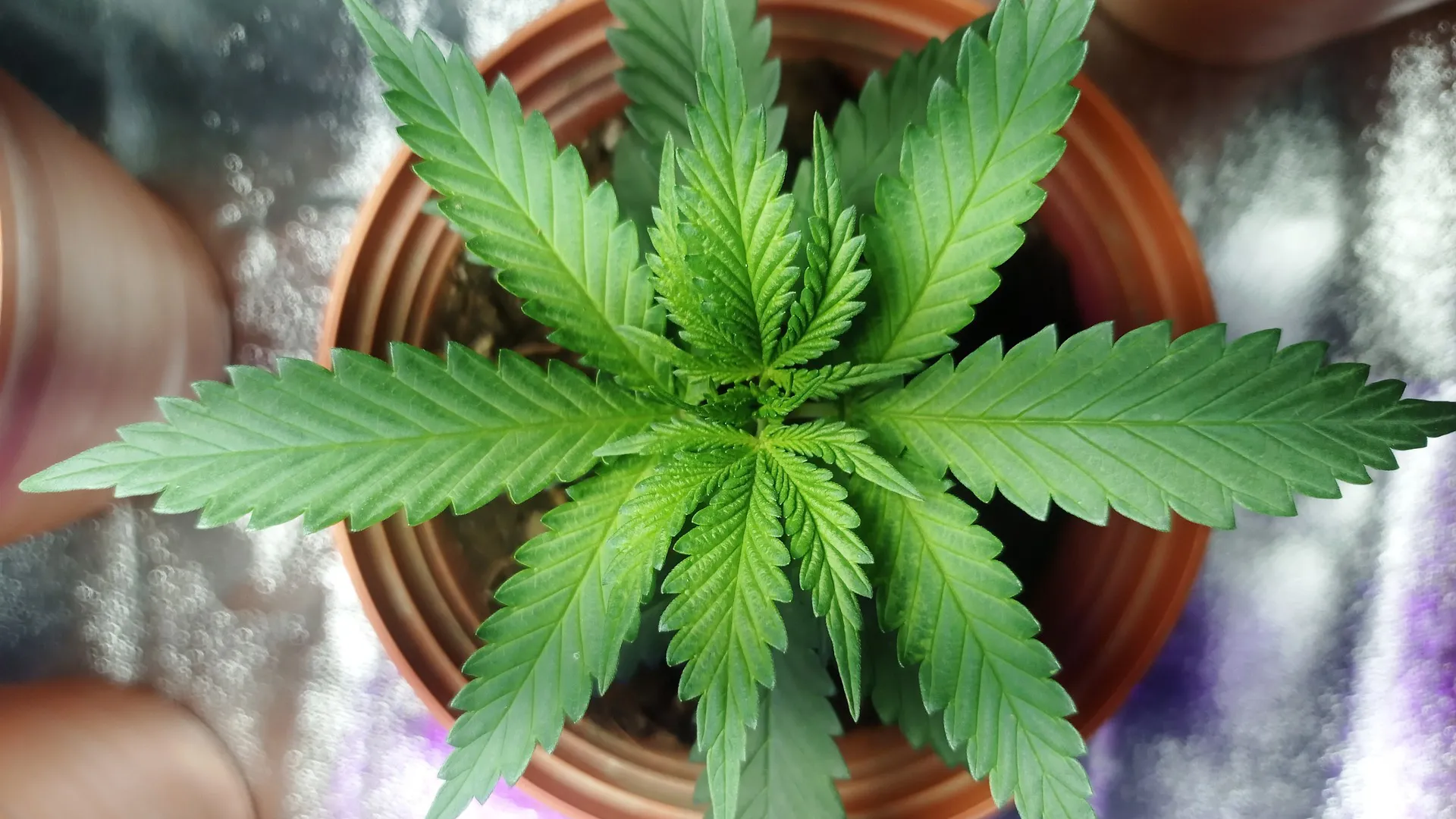 CBD と THC: 合法性